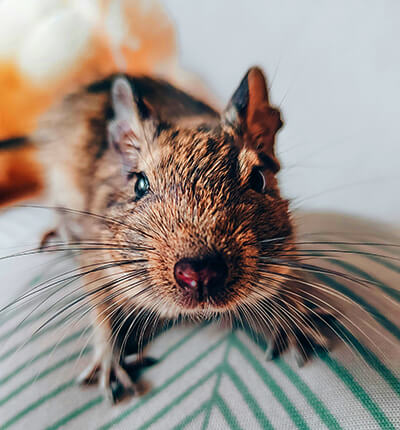 African Pygmy Squirrel