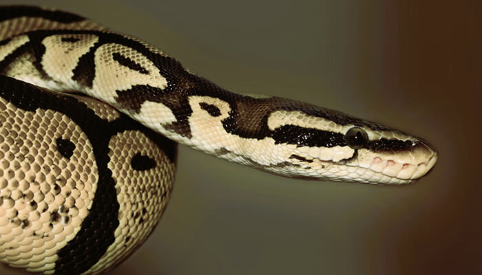 Banana Ball Python