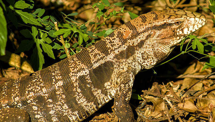 Red Tegu