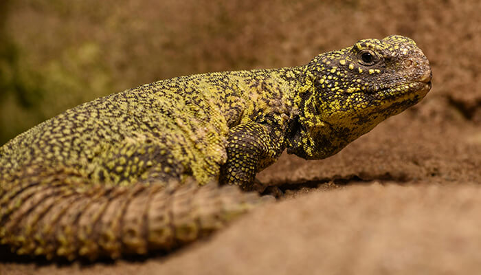 Uromastyx Lizard
