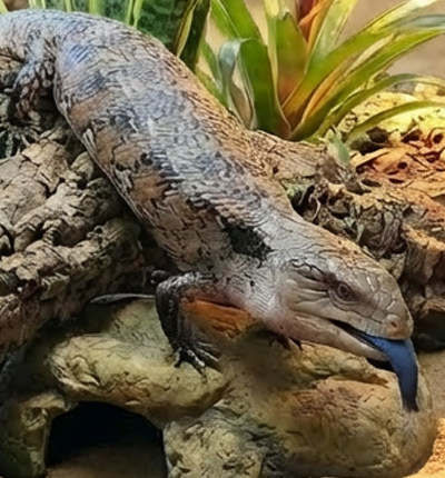 blue tongue skink
