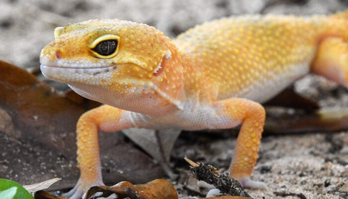 Leopard Gecko