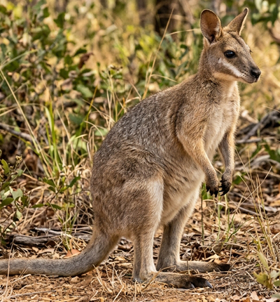 Agile Wallaby