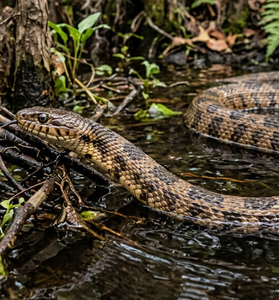 Brown Water Snake