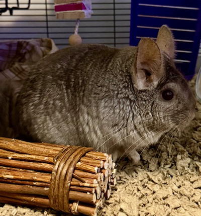 Chincilla