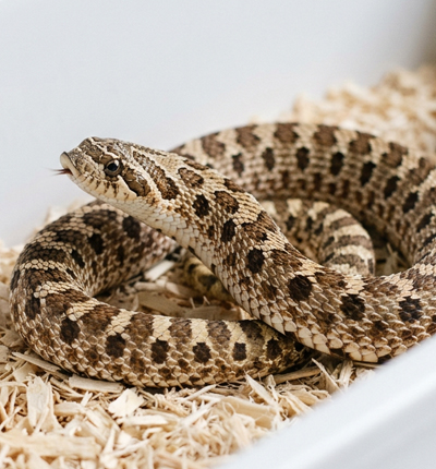Hognose Snake