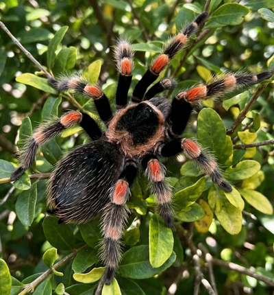 Mexican Red Knee Tarantula