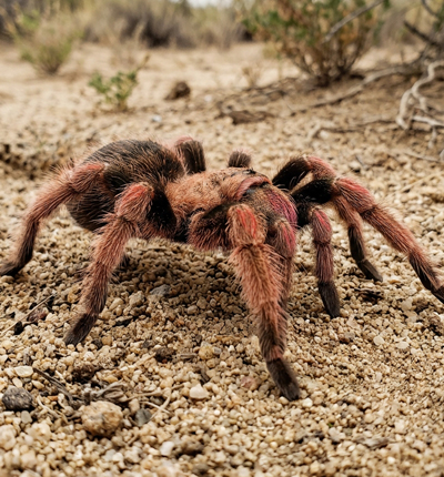 Salmon Pink Bird-Eating Tarantula